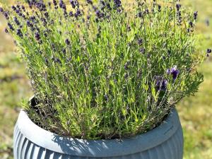 6 person holiday home in Hallabro