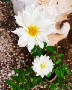 Dimora Dalia - Puglia Mia Apartments