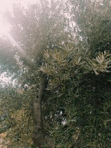 Dimora Dalia - Puglia Mia Apartments