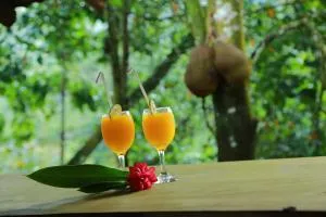 Rainforest Edge - Kudawe