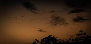 Oropendola Lodge Manu