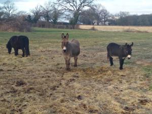 Ancienne Bergerie Restaurée avec Animaux Acceptés - FR-1-489-13