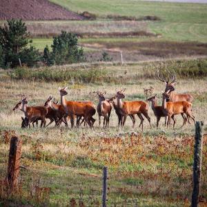B&B / Chambres d'hotes Gite Ranch Le Serpolet : photos des chambres