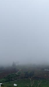 ATTUVAM VISTA