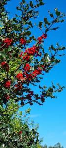 Apartamentos Les Texuques