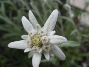 Gästehaus Bergfrieden