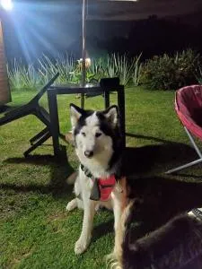 Cabaña Los Linos - 瓜斯卡