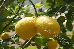 Locazione Turistica Fusillo Lorusso con parcheggio privato in loco - 巴列塔