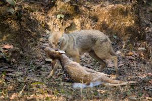 Saccharum Safari Lodge