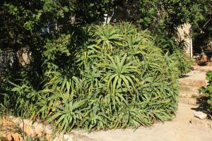 Seaside holiday house Cove Rogacic, Vis - 8889