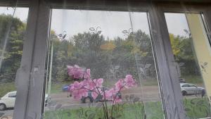 Two-Bedroom Apartment near Triberg Waterfall