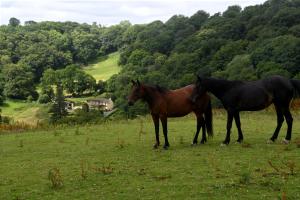 Ty Twt - complete holiday home