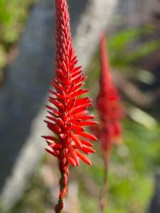 A Casa do Portal, tu casa rural en Campo Lameiro, cerca de Pontevedra