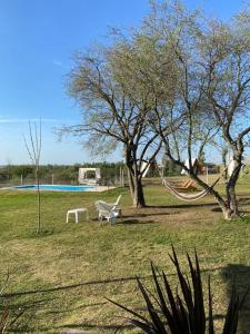 Los colibries