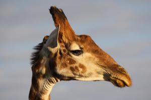 Grootvallei Guest Farm - Main lodge