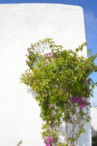 Es Pas Formentera Agroturismo