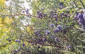 Holiday Home Barczewo Kaplityny Vii