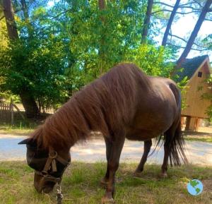 Lodges Ecolodge Beauregard : photos des chambres