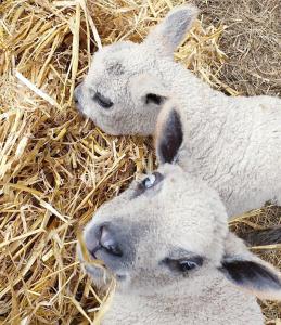 Maisons de vacances Gite de la Ferme du Clos Giot : photos des chambres