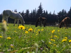 Gîte du Poney Fringant - Prancing Pony