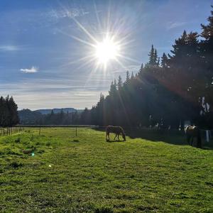 Maisons de vacances Gite du Poney Fringant - Prancing Pony : photos des chambres