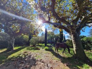 Maisons de vacances Gite du Poney Fringant - Prancing Pony : Maison 2 Chambres