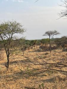 Karibu River Retreat