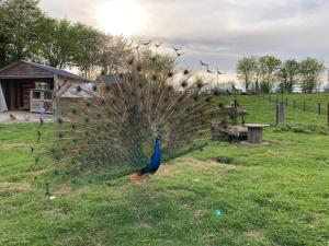 Maisons de vacances L'Escale Normande : photos des chambres