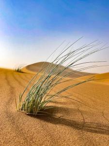 Erg Chegaga Camp & Activites