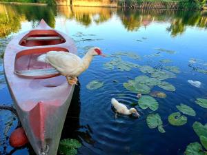 Maisons de vacances Le Gite du Puy et son jardin au bord de l'eau : photos des chambres