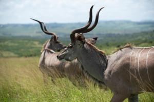 Tala Collection Game Reserve