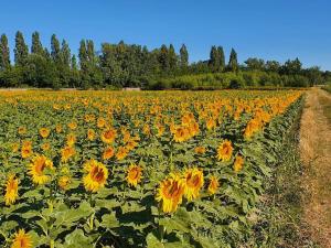 Maisons de vacances L'Ardeche en Provence avec jardin ombrage : photos des chambres