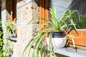 Sorrento Coast - Villetta Esclusiva le Camelie