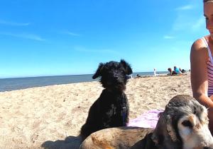 Romantic Lakeside Cottage by the Beach! with Super Cosy Log Burner! The Perfect Escape to Your Home from Home by the Sea! So Relaxing - You Wont want to Leave! Pet Friendly!