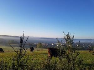 Ferienhaus Eifelperle