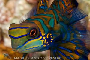 Magic Island Dive Resort