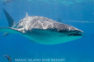 Magic Island Dive Resort