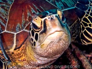 Magic Island Dive Resort