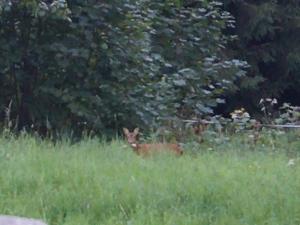 Gîte chaleureux avec terrasse privée à Gérardmer - FR-1-589-159