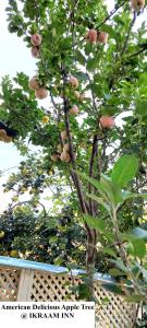 Ikraam Inn Bed & Breakfast