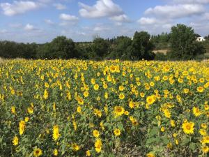 Charming accommodation with shared pool in Montemor-o-Novoa