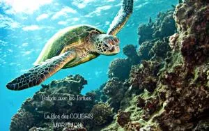 LODGE PAMPLEMOUSSE avec PISCINE privative , dans parc calme à 500 m plage - Quartier Piton