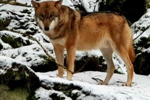 Srní-Modrý podkroví byt dvojdomek u hotelu Vydra