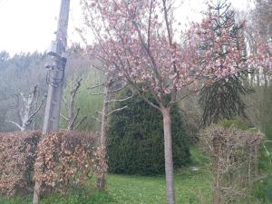 Vakantiehuis Ardennen les Forges, Chevron