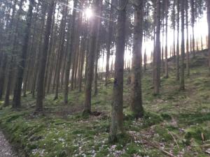 Vakantiehuis Ardennen les Forges, Chevron