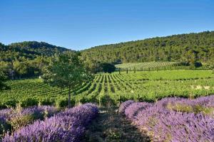 Maisons de vacances Gite La Quille - Maison de hameau en Provence pour 4 personnes avec jardin privatif : photos des chambres