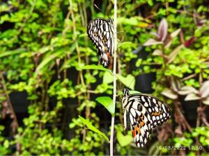 The Hub District Garden Suites