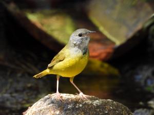 Eco Lodge Villa Laura