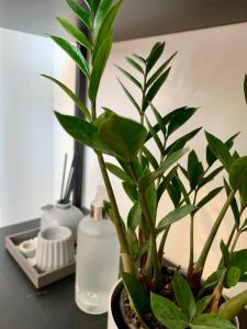 Flat Apart America Campos