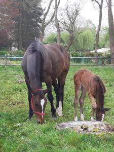 Apartamenty Nowielice